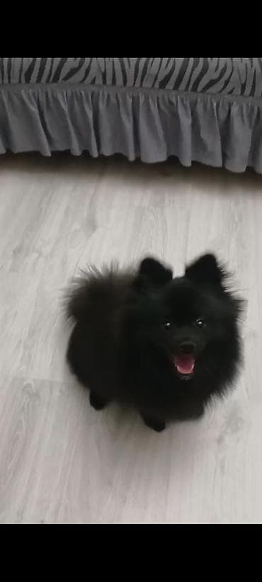 şpitz itlər: Şpitz — 4