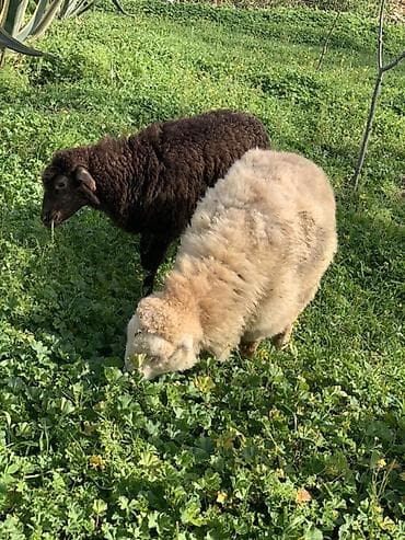 goyercin damı: Quzular – 2 baş - Növ: Yerli ətlik/yunlu qoyunlar - Rənglər: biri — 2