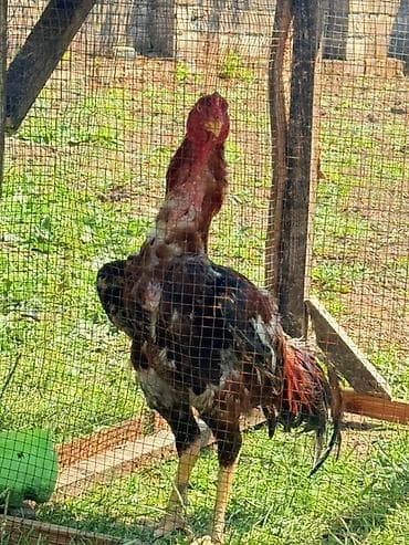 Aseel (Asil) cinsli xoruz - Uzun, qalın boyunlu, güclü skelet