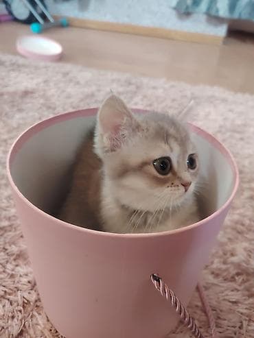 gozel pisik sekilleri: Qızıl şinşilla, Dişi, Yaxşı əllərə, Ünvandan götürmə — 5