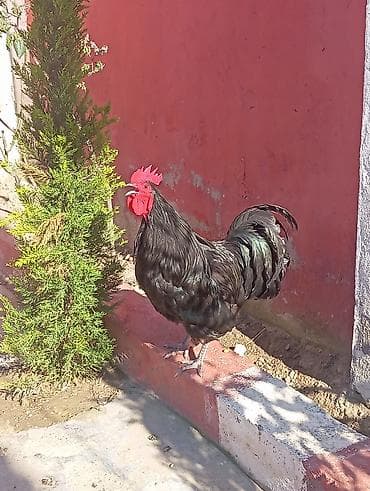 kürd toyuq: Toyuq, Australorp, Damazlıq — 10