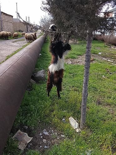 Satılır – Erkək keçi - Cins: uzunsaçlı, qara-qonur-ağ rəng qarışıq -