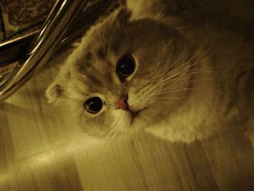 simental inekler satilir: Şotland yastı qulaq, Erkək, Yaxşı əllərə — 4