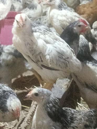 gəncə toyuq satan: Toyuq cücələri, Ətlik, Ünvandan götürmə — 9