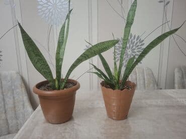 ev gullerinin satisi: Sansevieria (Qayın dili) – otaq bitkisi 2 ölçüdə var.Böyuk olan 55 sm — 4