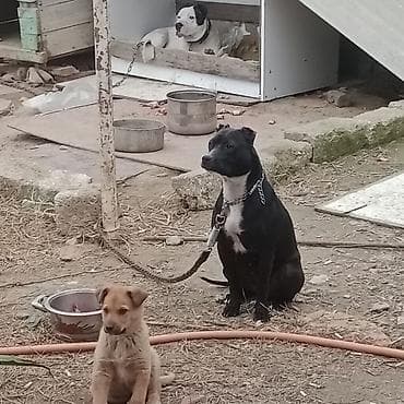 spits itleri: Pitbul — 2