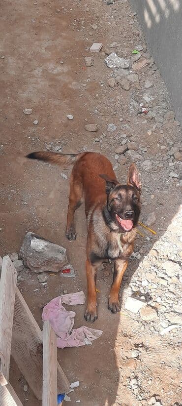 it üçün manej: Belçika çoban iti, 10 ay, Erkek, Ünvandan götürmə — 5