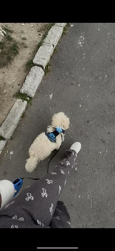 rottweiler satisi: Pudel, Erkek — 2