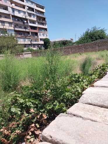 sabuncu qəsəbəsi: 9 sot, Biznes üçün, Makler, Kupça (Çıxarış) — 3