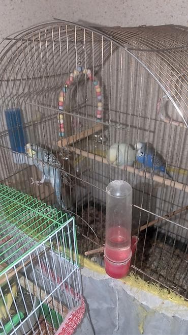 Yuvalar: 11 PAPUQAY 7 DİSİ BALADİ 2 AYLİQDİLAR HAZİR CUTLERDİ 2 QƏFƏSLƏ — 5