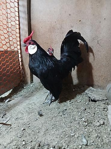kanada hinduska satilir: Minorka ag qulaq yumurtası satılır yalnız — 2