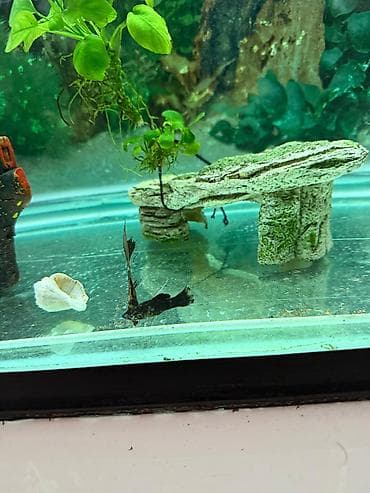 aqvarium: Malinezi orta olcu 1 manat danyo tul quyruq irili xirdali 1 manat — 7