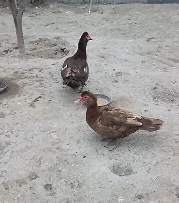 ördək balası: Qiymət cütünə aiddi.Ünvan bərdə rayon çatırlma var.Qırmızı öküz digər — 6