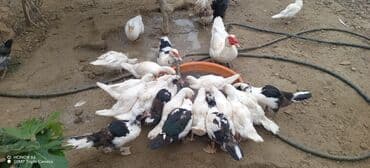 zumrud ordək: Məhsul: Muskovi (Hind) ördəkləri – müxtəlif rənglərdə sürü Təsvir: - — 1