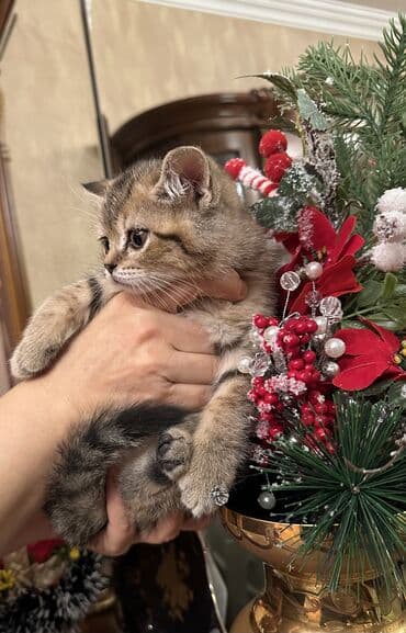 balaca pisikler: Şotland — 7