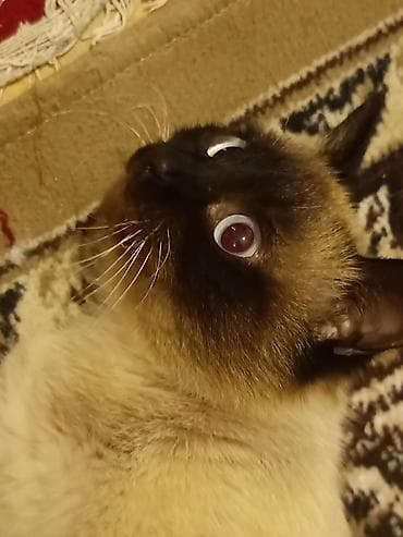 şotland dişi: Siam, Dişi, Ünvandan götürmə — 4