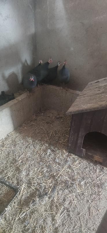 et baltası: Məhsul: mir quşları (helmeted guinea fowl) Təsvir: - Şəkillərdə — 1