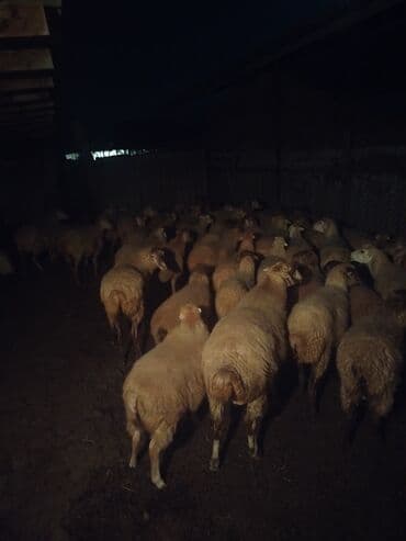erkey quzu: 58qoyun 18 dogub 8 10 kilolug quzları var altında super 22dene togldu — 6