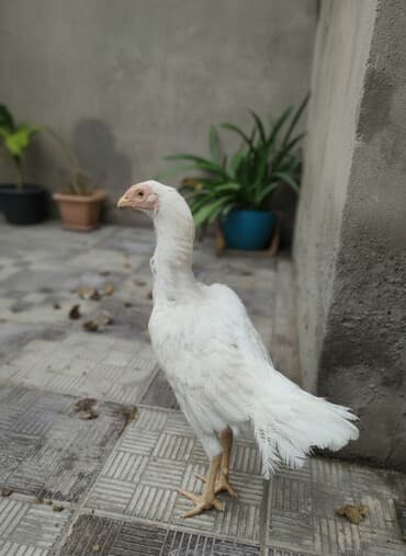 Ağ heyrəti toyuğu Nadir tapılan Azerbaycanda 1 ilin