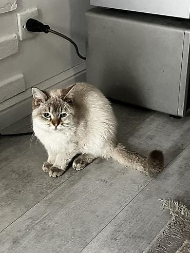 Heyvanlar üçün mallar: Мальчику 5 месяцев, Котенок. Здоровый. Давали таблетки от глистов — 5