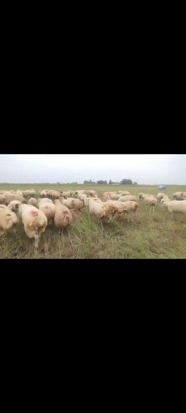 bakida cins ineklerin satisi: Dişi, il: 1, 50 kq, Damazlıq, Ünvandan götürmə — 15