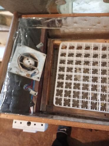 176yumurtalq inkubator çox yaxşı çıxış verir — 3