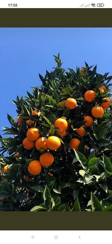 Апельсины сорт Вашингтон высота 0.60 привитые с бутонами сорт