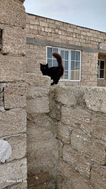 ev pişiyləri: Yaxşı əllərə — 2