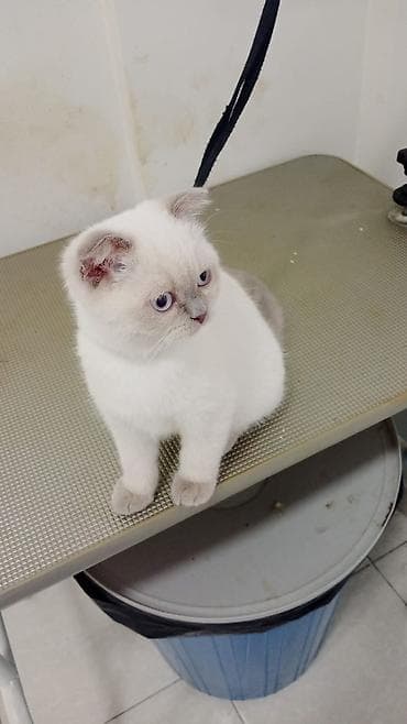 pisikler ucun ev: Britan — 8