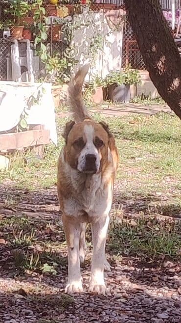 собака в добрые руки баку: Alabay, 3 il, Erkek, Peyvəndli, Ünvandan götürmə — 1