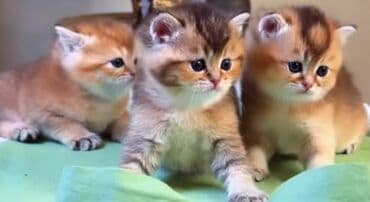 pişik tualet: Britan, Dişi, Yaxşı əllərə, Ünvandan götürmə — 1