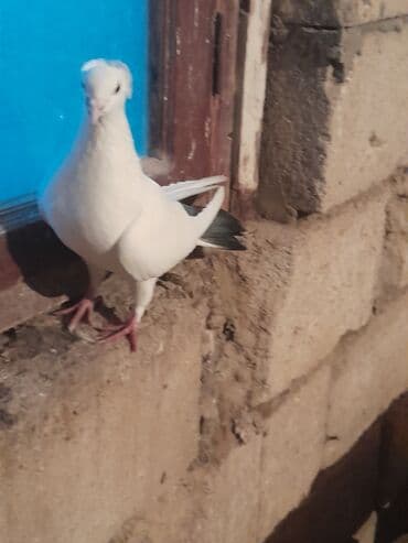 itlerin satisi 2017: Deste goyquyruq kekilli erkek kesikde tutulub 20 azn unvan Qaradag — 3