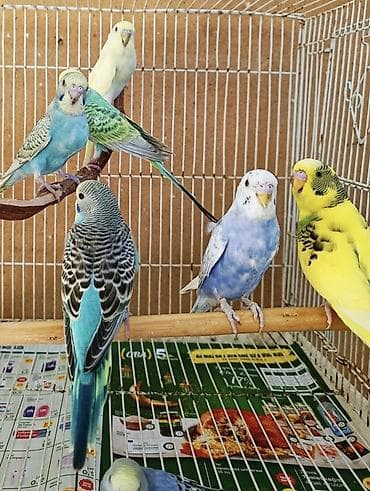 balaca pisik: Tam sağlam evde baxdigm quslardi.hamisini götürene 10 manatdan . Tek — 3