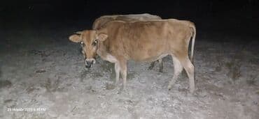 satılık dana saray: Dişi, il: 4, 200 kq, Damazlıq, Ünvandan götürmə — 1