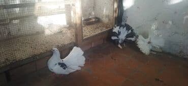 amerika devequsu haqqinda melumat: Salam pavilin satilir Rasiya sortudu,icinde birdene maya are Alman — 6