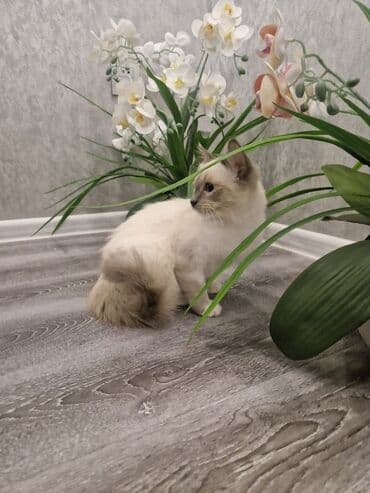 tüksüz pişiklər: Dişi, Pulsuz çatdırılma — 9