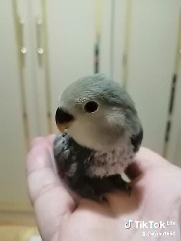 Məhsul: Kiçik ekzotik ev quşu (sevimli papağan/lovebird növündə)