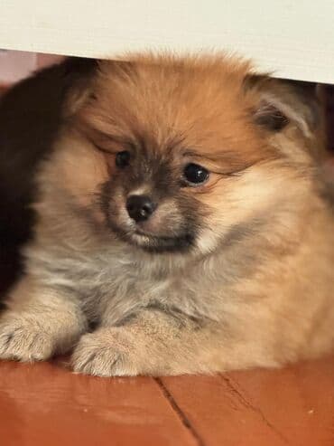 собака шпиц: Шпиц, 2 месяца, С прививками — 1