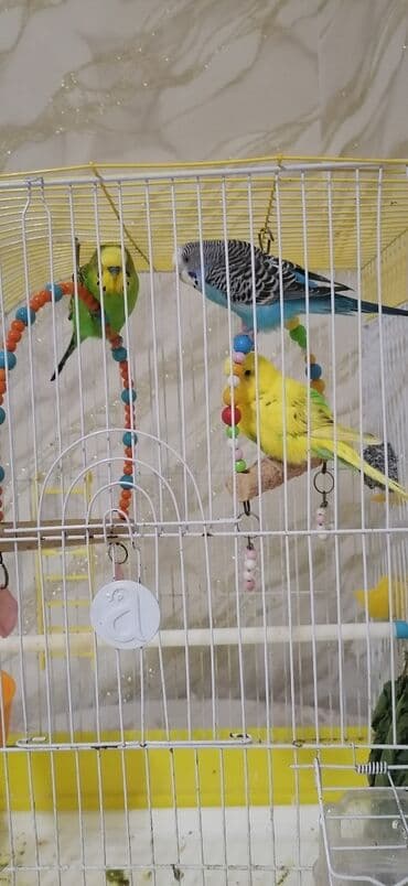 quş yuva: Qiymətə daxildi - 3 popuqay( 1 erkəy, 2 dişi), iri qəfəs, 4 ədəd yem — 1