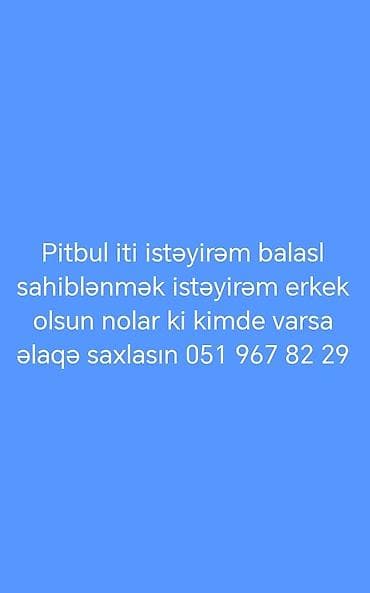 Грызуны: Питбуль, Самец, С прививками — 1