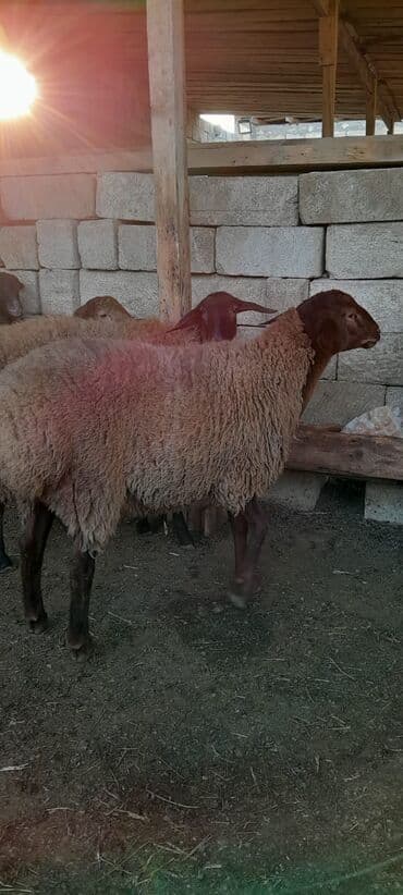 çin bıldırcını: Qoyun – yerli cins, qırmızı-qəhvəyi başlı, sıx və qalın yunlu. Bədən — 2