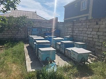 heleb keçisi: Arıçılıq üçün hazır pətək və avadanlıq dəsti - Şəkillərdə gördüyünüz — 2