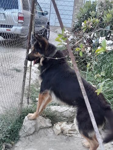 Gəmiricilər: Alman çoban iti, 1 il, Erkek, Peyvəndli, Ünvandan götürmə — 2