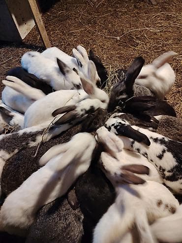 K/t heyvanları və malları: Ev şəraitində bəslənən ev dovşanları – müxtəlif rəng və naxışlarda — 8