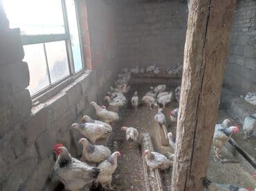 çöl ördeyi: Toyuq, Ətlik — 1