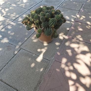 купить кактус: Çoxgövdəli saksı kaktusu – Echinopsis (ağ çiçəkli növlərdən) - Bitki — 2