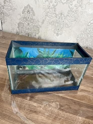 Dördbucaq akvarium, Boş, 10 l, Ünvandan götürmə, Ödənişli çatdırılma lalafo.az -da Dördbucaq akvarium, Boş, 10 l, Ünvandan götürmə, Ödənişli çatdırılma