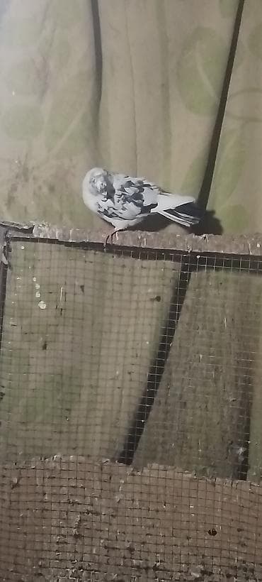 Heyvanlar üçün mallar: Goy çil mayadi desde goy quyrug yerden iynağdi biri de kafelni goy cep — 3