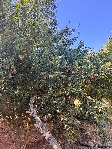 Məhsul: Alça/plum ağacı (qırmızı-yaşıl rəngli meyvəli) Təsvir: -