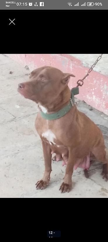 qaz heyvan: Qəhvəyi rəngli pitbull balalari. BİR aylıqdır lar. Şəkillərdə sonda — 7